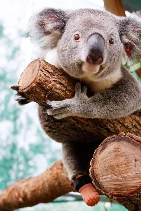 Koala Triumph mit Prothese Australien