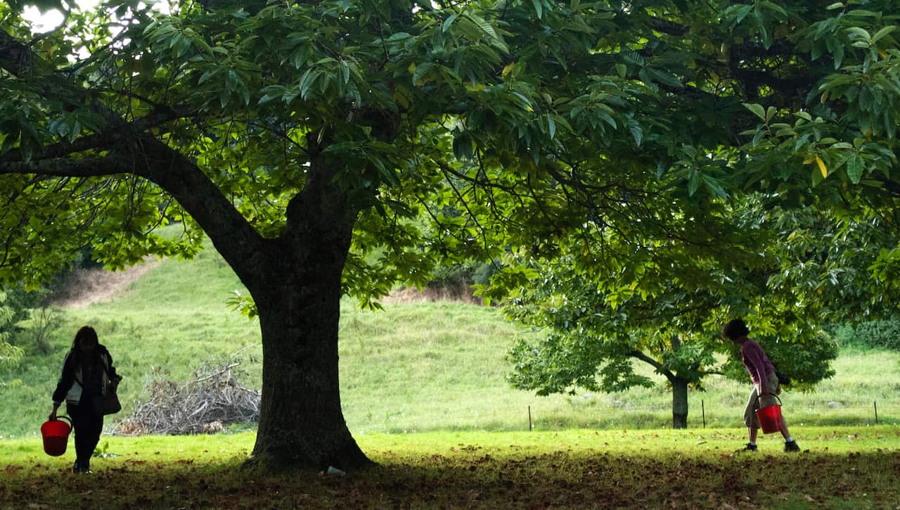 Kookootonga chestnut farm