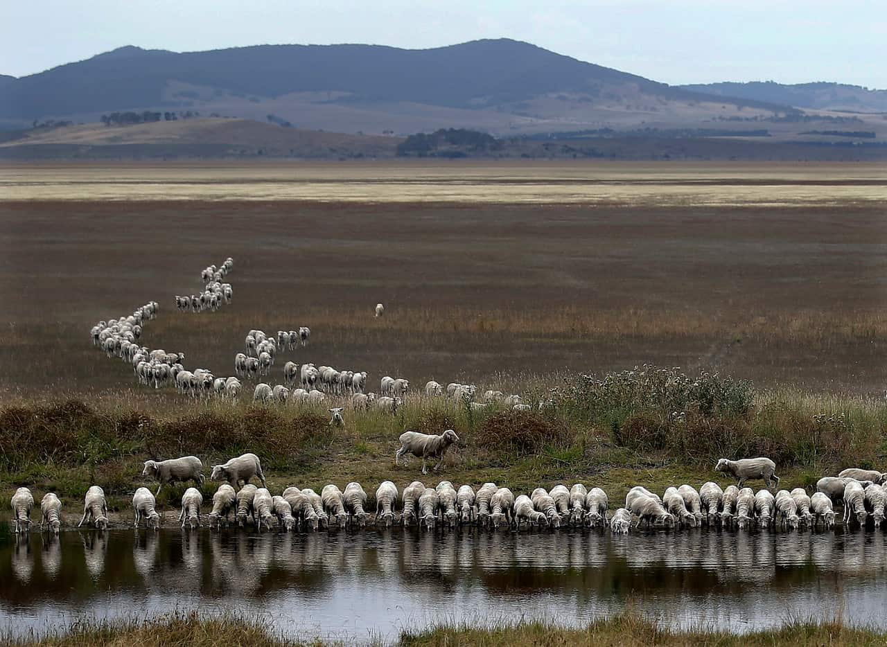 A flock of sheep drink from a dam at the edge of the Lake George in 2015.