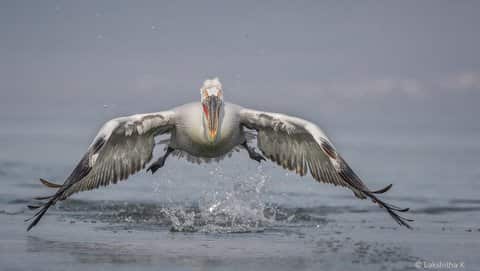 Lakshitha Karunarathna - 