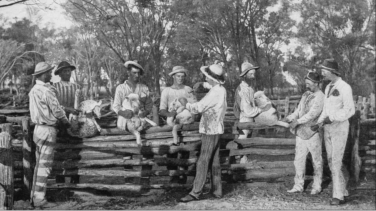 Lamb-marking in Australia - stock photo  