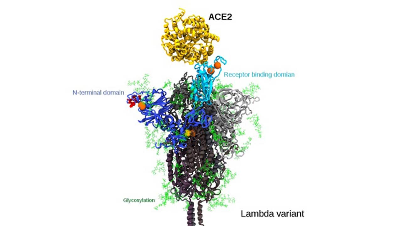 A visualisation of the Lambda virus’ spike protein