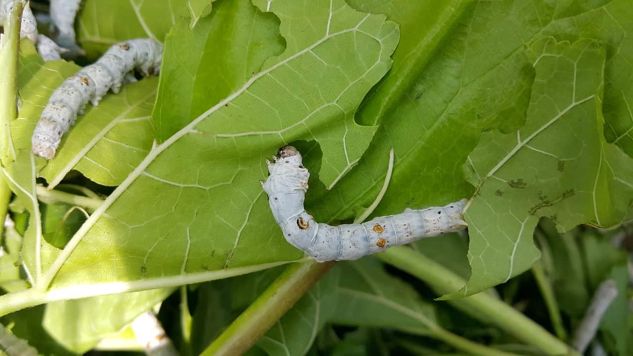 Silkworms eating mulberry leaves