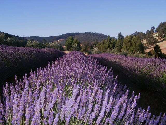 Balingup Lavender Farm