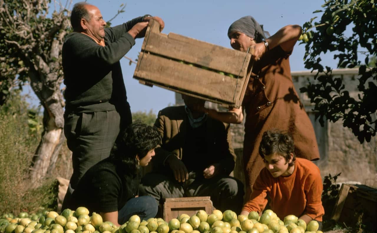 Workers load crates of harvested lemons