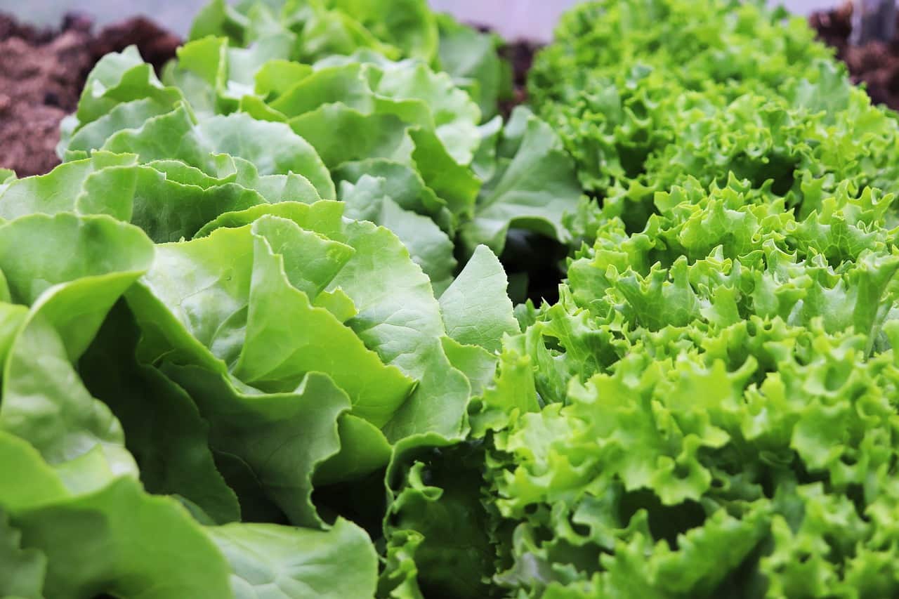 some lettuce farmers had lost their third crop in a row, risking the collapse of their business