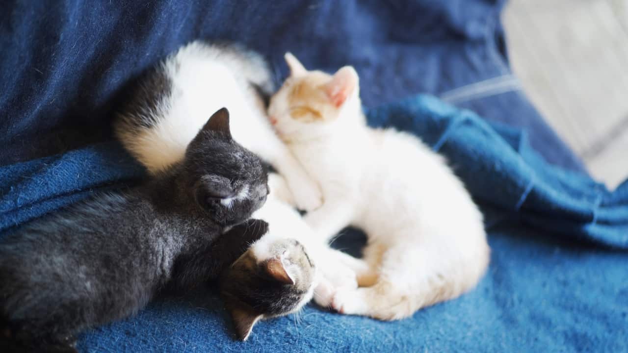 流浪猫领养者Ginger Li表示，把小猫送人的心情很像“嫁闺女”般不舍