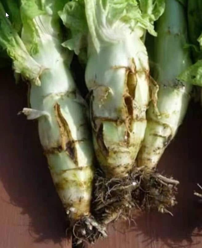 一下浇水太多会导致莴笋肉质茎裂开