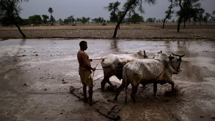 Pakistani farmer Arshad Basheer, 45, uses a traditional oxen plow to prepare the field before planting rice, on the outskirts of Lahore, Pakistan, Saturday, July 7, 2012. (AP Photo/Muhammed Muheisen)