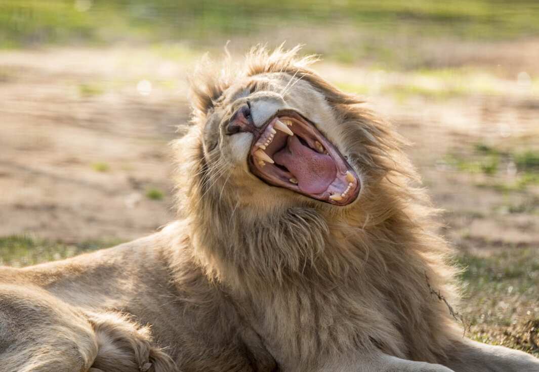A lion in Shoalhaven Zoo.