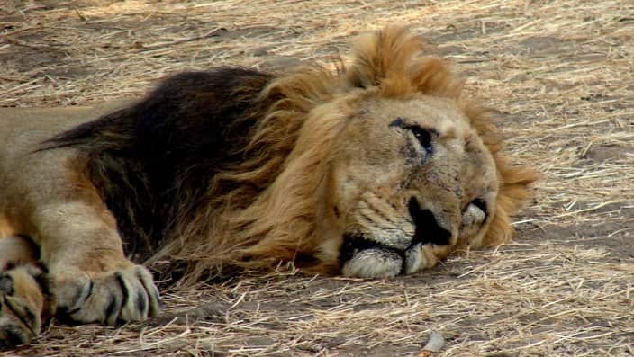 The pride of Gujarat, the rare Asiatic lion at Gir National Park, Gujarat, India
