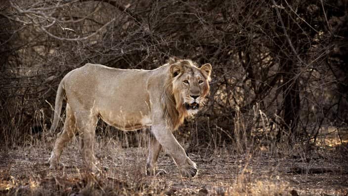 a lion walks through the Gir Sanctuary in the western Indian state of Gujarat, India