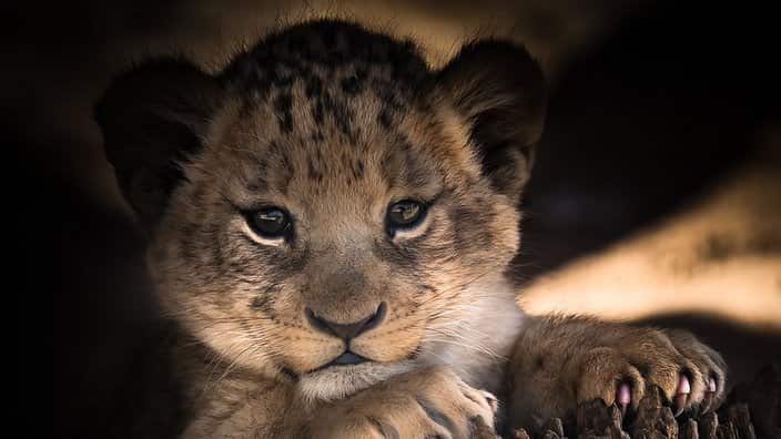Lion cub