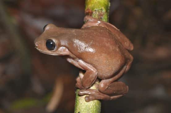 Litoria mira