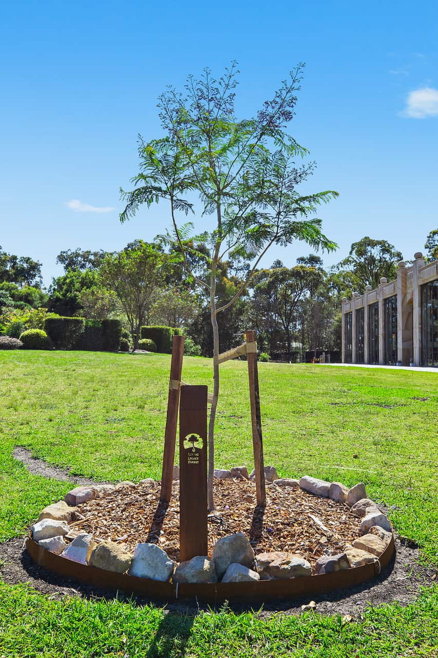 Living Legacy Tree
