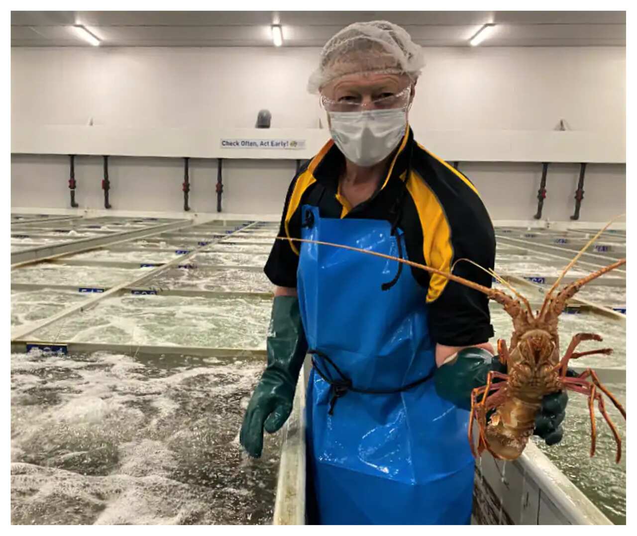 การส่งออกกุ้งล็อบสเตอร์ของออสเตรเลียไปยังประเทศไทยเพิ่มขึ้นจาก 42,000 ดอลลาร์ในปี 2020 เป็น 9.4 ล้านดอลลาร์ในปี 2021