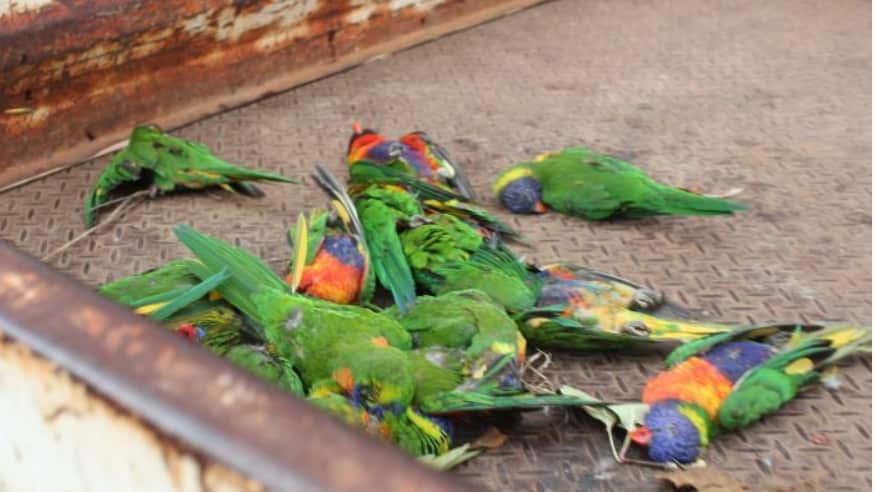 man fined for killing lorikeet
