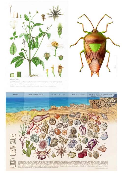 Lucía Garcés Botanicals