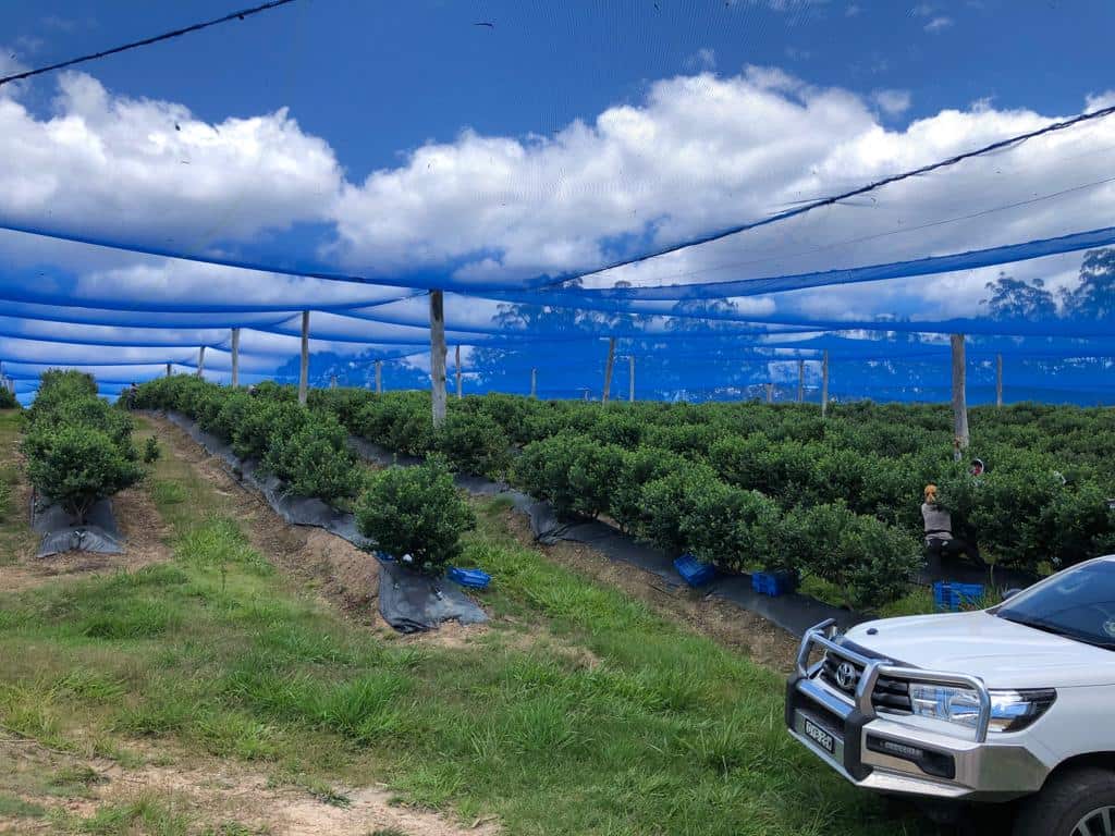 A blueberry farm in Woolgoolga