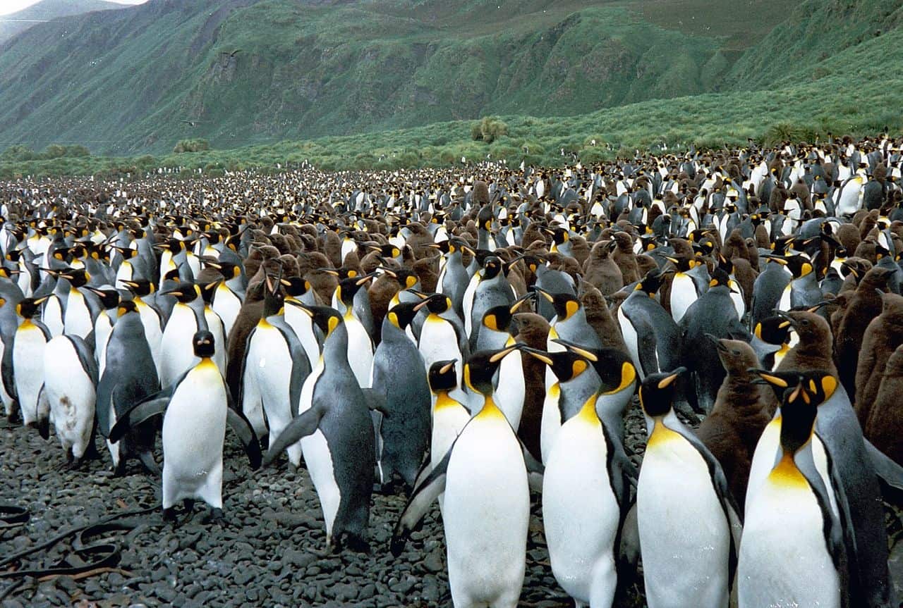 Macquarie Island