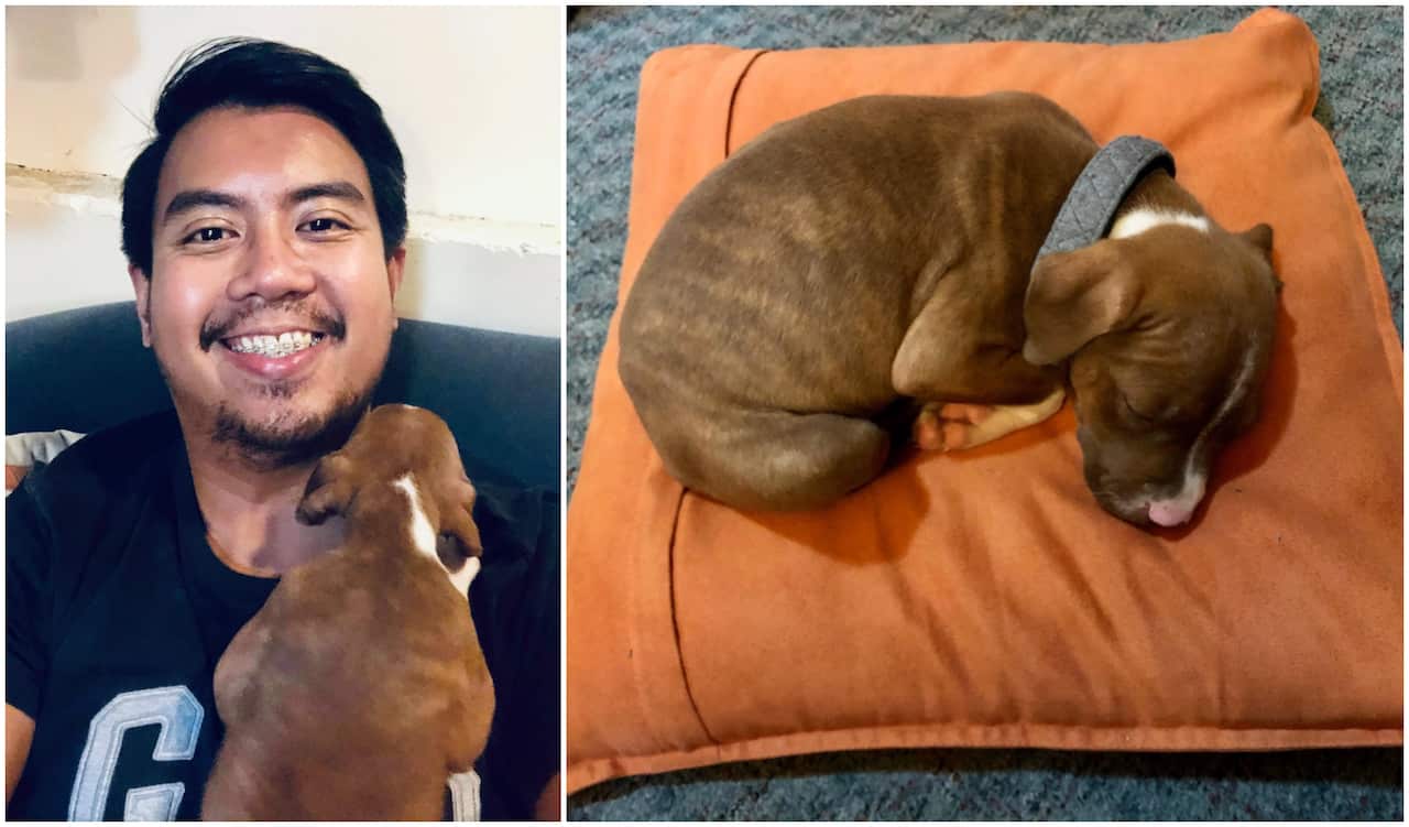 Dog, puppy, covid-19 pandemic, covid-19