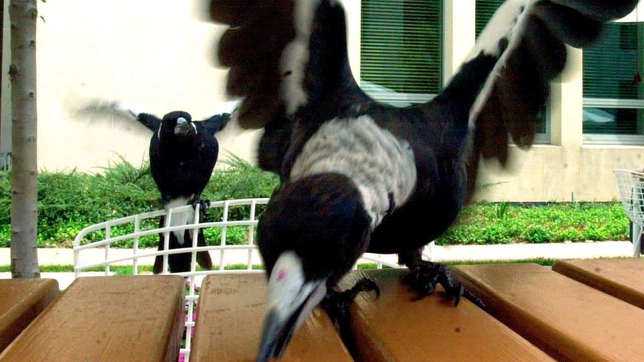 Magpie Attack
