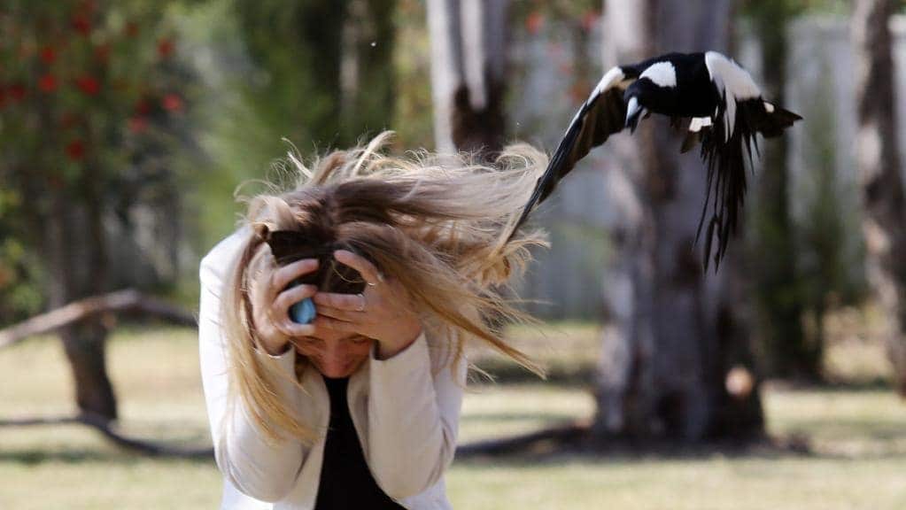 Magpie attacking pedestrian 