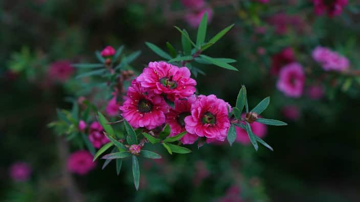 Manuka flower