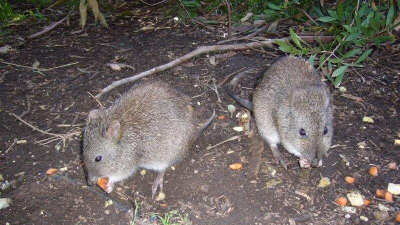 Marsupials
