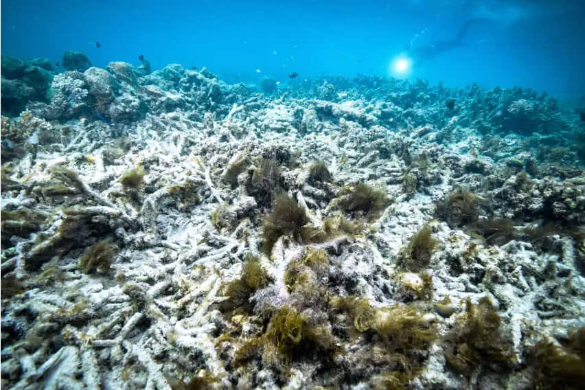 Mass coral bleaching events are likely to continue threatening the Great Barrier Reef.