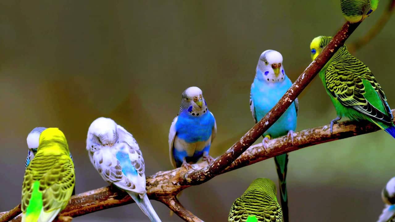 Budgie 