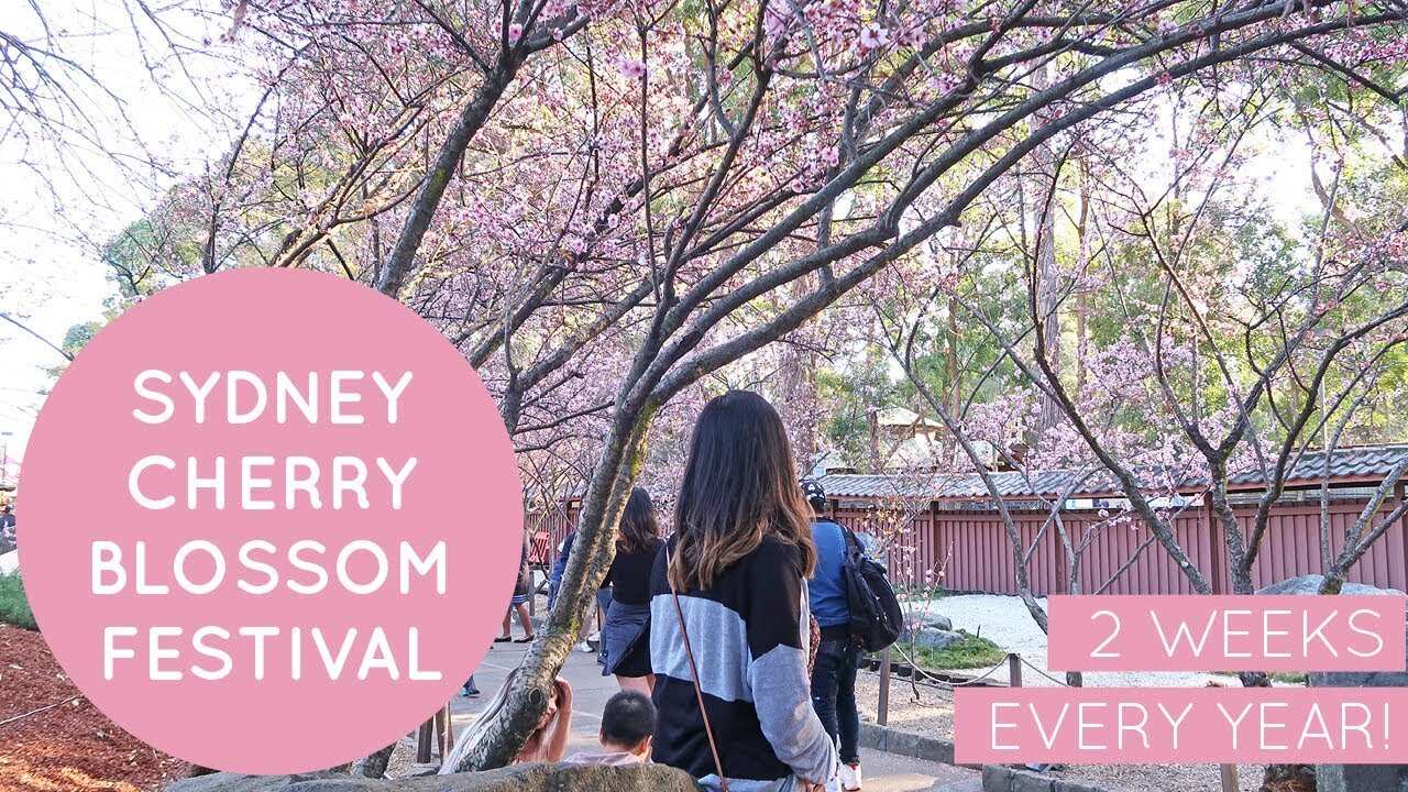Cherry Blossom Festival 2018