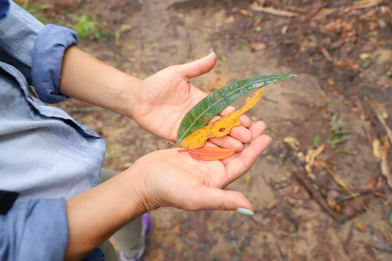 Mayu Kataoka, a Sydney-based Japanese Shinrinyoku (forest-bathing) instructor, holds leaves during her walk tour.