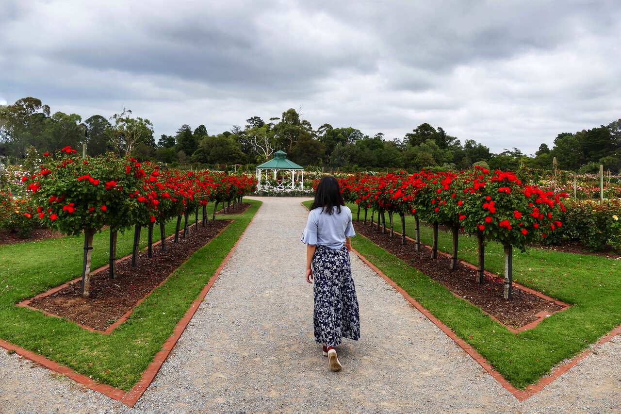 墨尔本米老鼠最怀念四处走走