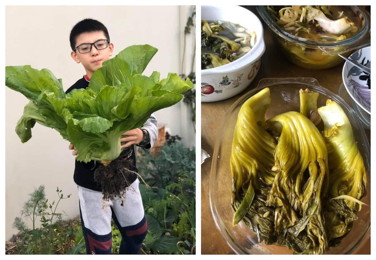 Ân giúp mẹ thu hoạch cải để muối chua