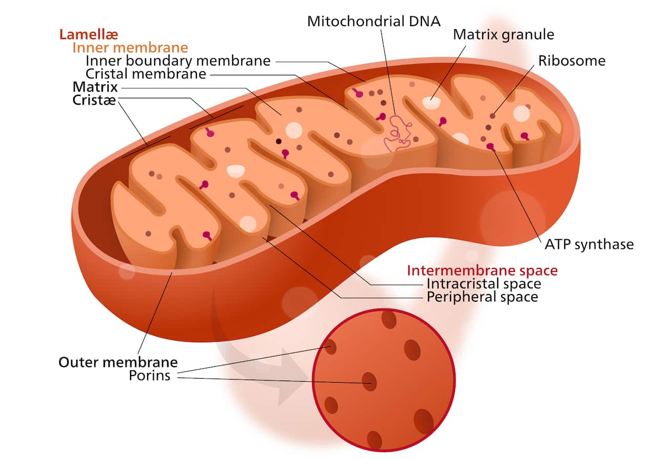 Simplified structure of a mitochondrion.