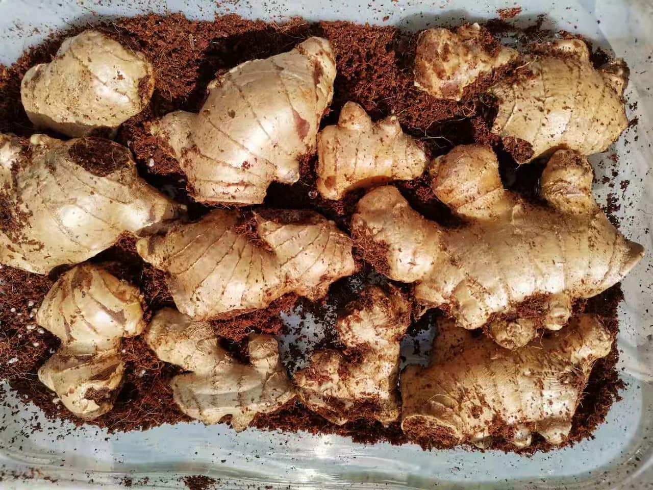 种生姜用耶康做基质