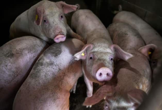 Authorities say backyard pig farming is allowing the epidemic to spread across other nations. AFP