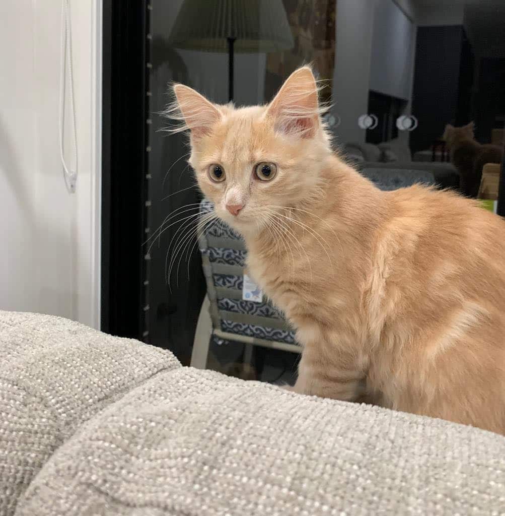 Mohamed Mogahed's cat