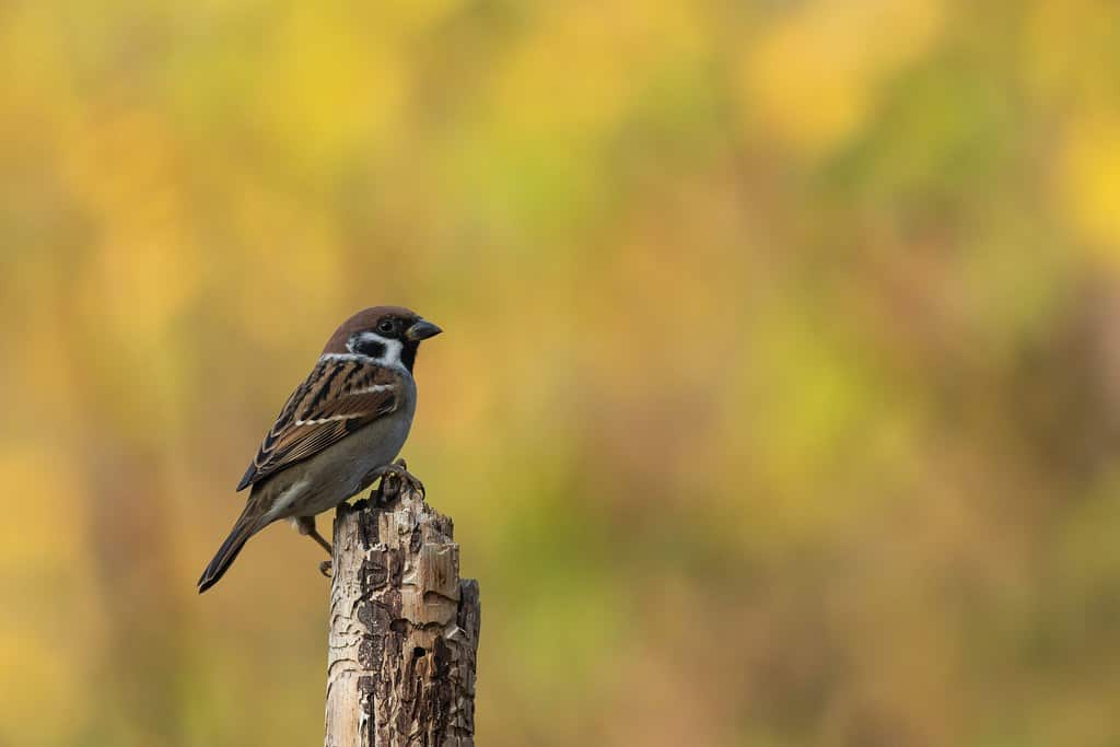 Sparrow in Nepal