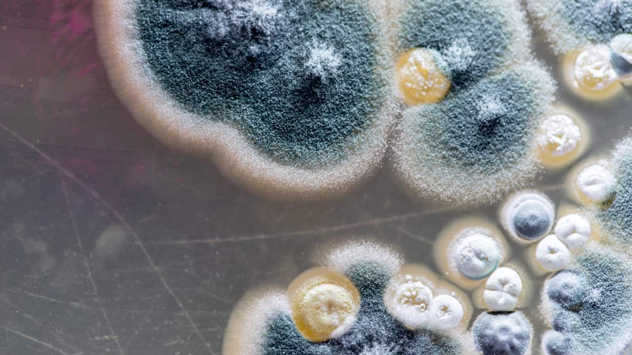 Mould spores.