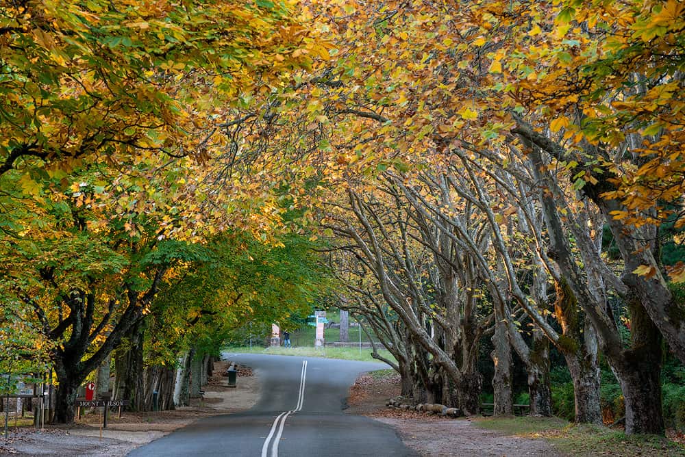 autumn leaves in Mount Wilson