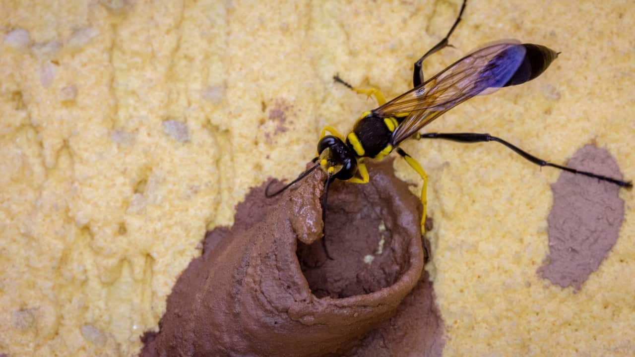 mud wasp