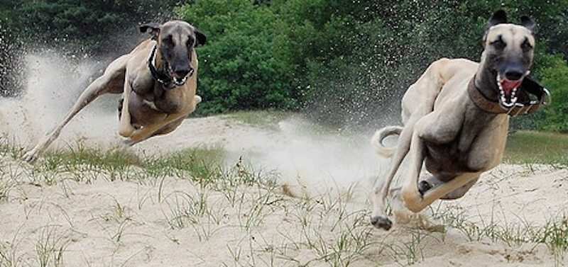 Mudhol Hounds on a chase