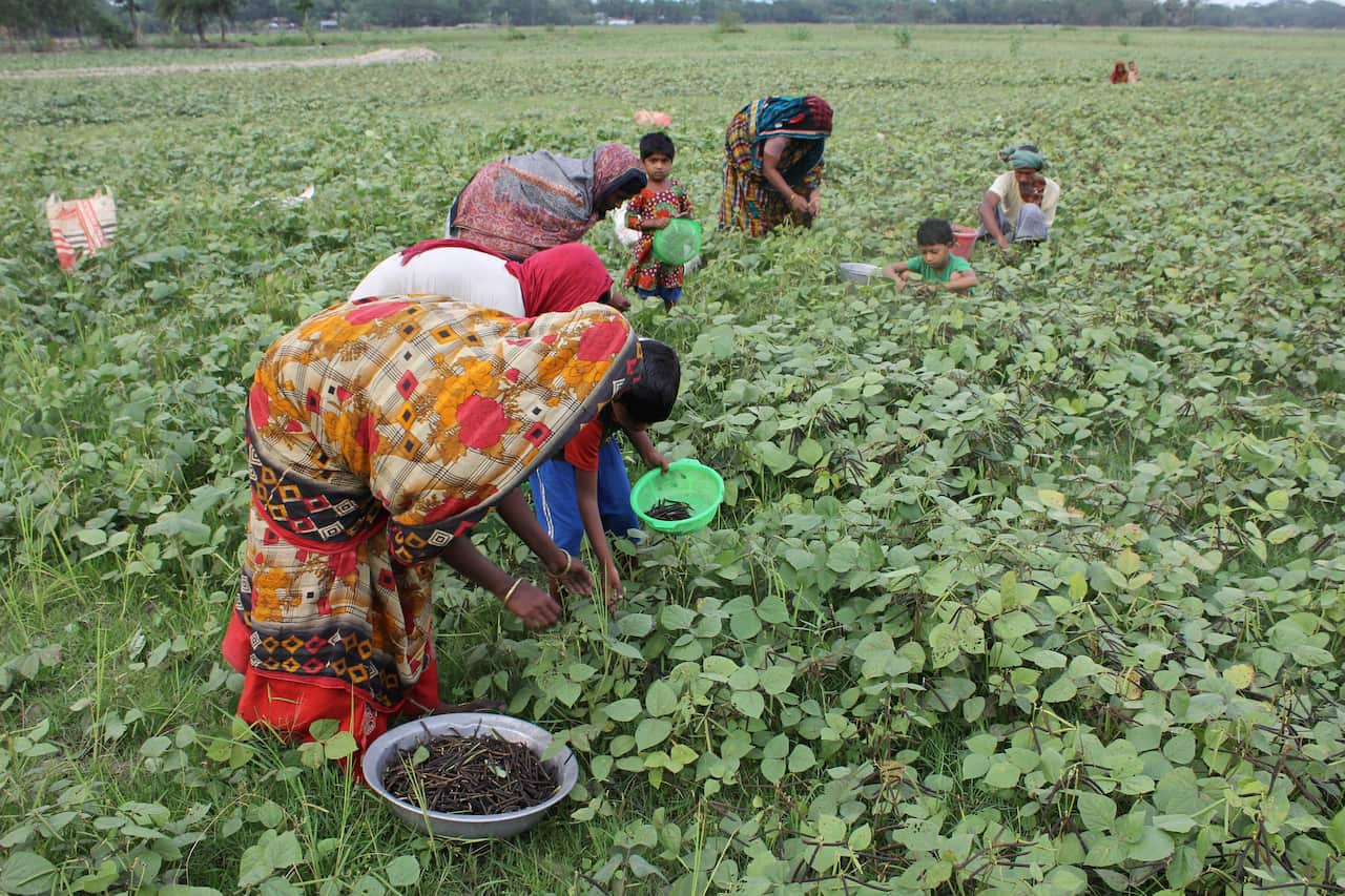 Agricultural project