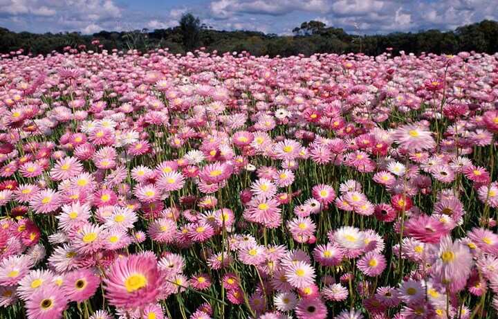 Wildflower in Murchison