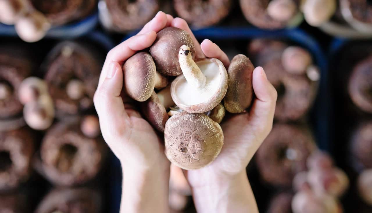 Mushrooms and hands