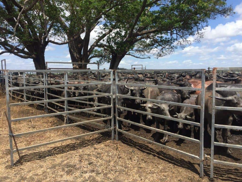 Laurence Cheong Ah Toy still owns and operates Koolpinyah Station with hay cattle and buffalo.