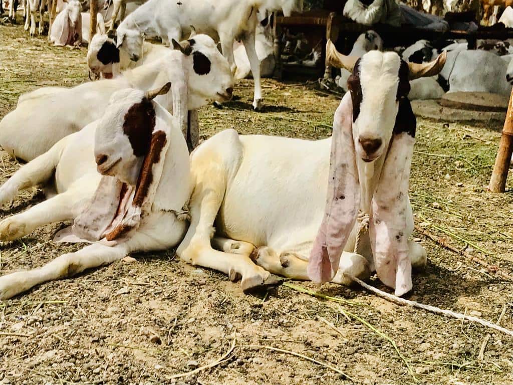 online animal shopping 