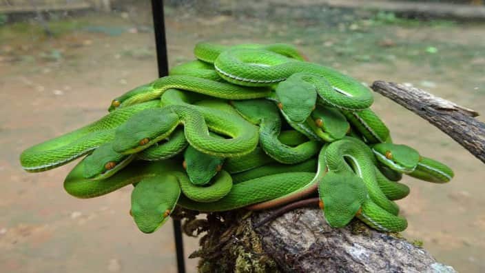 Green snake